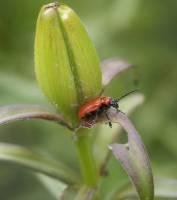 Lilioceris lilii - Трещалка лилейная