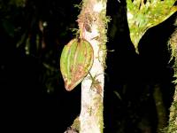 Theobroma cacao - Какао, или Шоколадное дерево