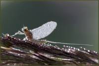 Ephemeroptera - Поденки