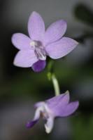 × Doritaenopsis 