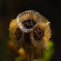 Dipsacaceae - Ворсянковые