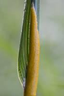 Epichloe typhina - Эпихлое рогозовидная