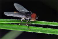 Pipunculidae - Большеглазки, цикадоедки