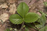 Fragaria viridis - Земляника зелёная