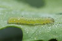 Anarta trifolii - Совка клеверная садовая