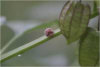 Henosepilachna vigintioctomaculata - Коровка двадцативосьмиточечная