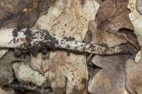 Hymenopellis radicata - Ксерула корневая