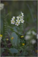 Primulaceae - Первоцветные