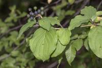 Cornus sanguinea subsp. australis - Свида южная