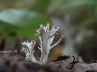 Clavulina rugosa - Клавулина беловатая