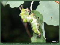 Limenitis populi - Ленточник тополевый