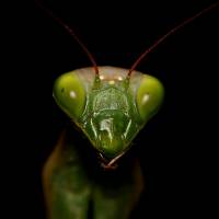 Mantidae - Богомолы настоящие