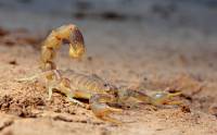 Mesobuthus eupeus - Скорпион пёстрый
