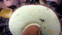 Gyroporus castaneus - Каштановый гриб