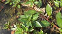 Ludwigia adscendens subsp. diffusa