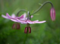 Lilium cernuum - Лилия поникающая