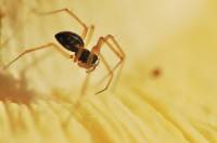 Linyphiidae - Листовые пауки, монетные пауки