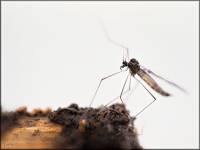 Trichoceridae - Зимние комарики