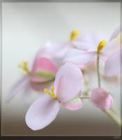 Begoniaceae - Бегониевые