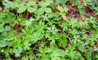 Geranium sibiricum - Герань сибирская