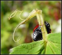 Coccinella septempunctata - Коровка семиточечная