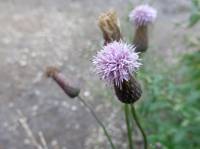 Cirsium arvense - Бодяк полевой