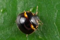 Plataspididae - Щитники полушаровидные