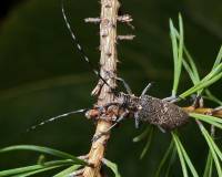 Monochamus galloprovincialis - Усач черный (бронзовый) сосновый