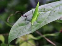 Phaneroptera falcata - Пластинокрыл обыкновенный