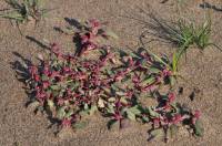 Chenopodium rubrum - Марь красная