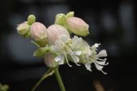 Silene vulgaris - Смолёвка обыкновенная