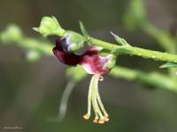 Scrophularia xanthoglossa - Норичник жёлтоязычковый
