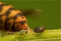 Aphididae - Настоящие тли