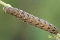 Lacanobia thalassina - Совка садовая серо-бурая
