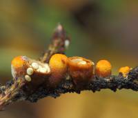 Crucibulum albosaccum - Круцибулюм беломешочковый