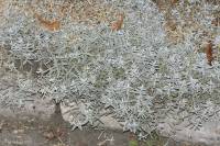 Cerastium tomentosum - Ясколка войлочная