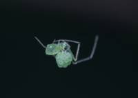 Theridiidae - Пауки-тенетники