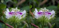 Passiflora foetida - Страстоцвет вонючий