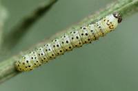 Protoschinia scutosa - Совка щетинконогая беложильная, Совка подсолнечниковая