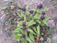Prunella vulgaris subsp. asiatica - Черноголовка японская