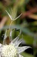 Asteraceae - Asteroideae - Астровые