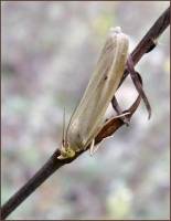 Selagia argyrella