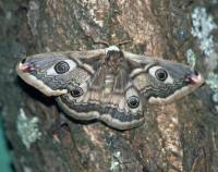 Saturnia pavonia - Малый ночной павлиний глаз