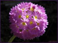 Primula denticulata - Первоцвет мелкозубчатый