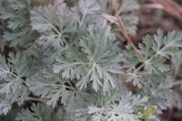 Artemisia vulgaris - Полынь обыкновенная, Чернобыльник