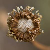 Asteraceae - Asteroideae - Астровые