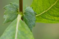 Salix acutifolia - Ива остролистная