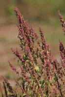 Chenopodium rubrum - Марь красная