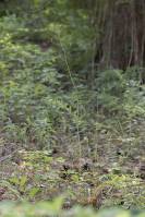 Physospermum cornubiense - Вздутосемянник корнубийский