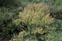 Megacarpaea orbiculata - Крупноплодник округлый